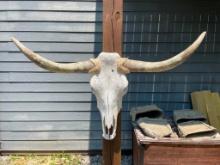 Big STEER Skull and Horns