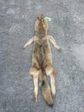 XXL *New* HEAVY Fur COYOTE Hide. All parts for a Mount
