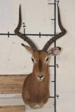 IMPALA Shoulder Mount