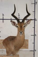IMPALA Wall Pedestal