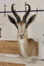 Big COMMON SPRINGBOK Shoulder Mount