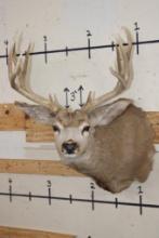 10-Point MULE DEER Shoulder Mount