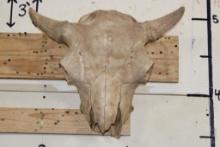 BUFFALO or BISON Skull with a Heavy Duty Wire Hanger
