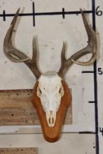8-Point WHITETAIL Skull on a Wooden Plaque