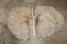 Pair (2) African ELEPHANT Ears (ONE$)