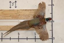 Life-sized Flying RING NECK PHEASANT on a Wooden Wall Hanger