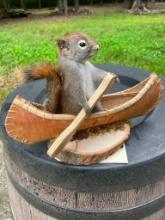 *New* PINE SQUIRREL Mounted in a Canoe