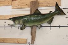 Real Skin KING SALMON Fish Mounted on Driftwood