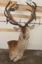 21-Point RED STAG Pedestal Mount (No Pedestal) with a Heavy Rack