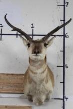 PRONGHORN Shoulder Mount with a Non-typical Horn Spread