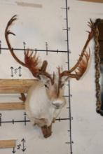 33-Point Double Shovel CARIBOU Shoulder Mount on a Driftwood Wall Hanger