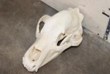 BROWN BEAR Skull with Big Canines and a Removable Jaw