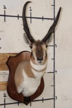 PRONGHORN Shoulder Mount with Replica Horns of the Famous "Woods Buck" Tied for World Record