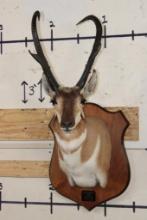 XXXL PRONGHORN Shoulder Mount with Replica Antlers after "The Richardson Buck Sticks"