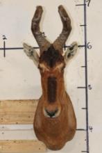 RED HARTEBEEST Shoulder Mount