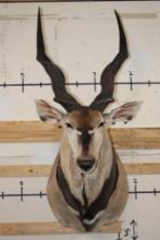 XXL LORD DERBY ELAND Shoulder Mount