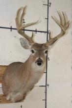 12-Point WHITETAIL DEER Shoulder Mount
