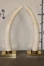 *TEXAS RESIDENTS ONLY* 35 lb Set of ELEPHANT IVORY Tusks on Brass Stands