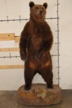 Life-sized Standing BROWN BEAR on a simulated Rock Base with Wheels