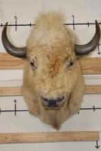 *Very Rare* WHITE AMERICAN BISON or BUFFALO Shoulder Mount