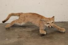 Life-sized Juvenile/Adolescent MOUNTAIN LION or COUGAR with No Base