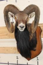 Big MOUFLON with Modified Horns modeled after Ram taken at the Real Ranch in Utopia, Texas
