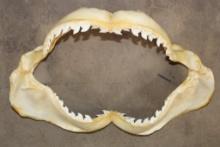 *Rarely Seen* TIGER SHARK Jaw with Razor Sharp Serrated Teeth