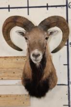 MOUFLON Shoulder Mount