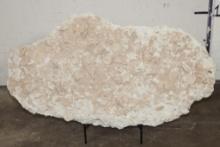 XXL 38 lb ECHINOID SEA URCHIN Fossil Plate Matrix with a Stand