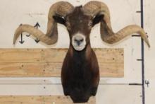 Big BLACK HAWAIIAN RAM Shoulder Mount