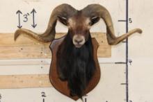 BLACK HAWAIIAN SHEEP Ram Shoulder Mount on a Wooden Plaque