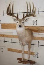 Half-body WHITETAIL DEER Mount with Reproduction Antlers after the "Kansas City King"