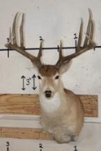 11-Point WHITETAIL Shoulder Mount with a 176 3/8 Boone and Crockett Score