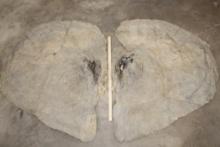 Big Pair of African ELEPHANT Ears
