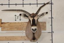 *TEXAS RESIDENTS ONLY* FRINGE-EARED ORYX Shoulder Mount with a Unique Horn Deformity