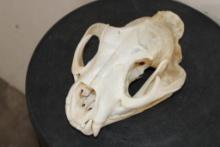 MOUNTAIN LION or COUGAR Skull with All its Teeth