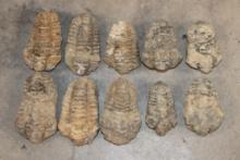 (10) TRILOBITE Fossil Specimens from Morocco (ONE$)