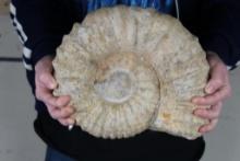 BIG AMMONITE FOSSIL from Morocco with a Metal Display Stand, Weight: 16 lbs