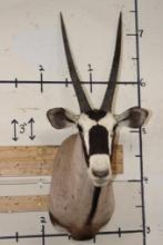 GEMSBOK Shoulder Mount