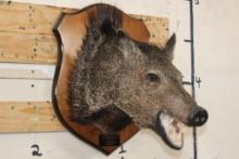 JAVELINA Shoulder Mount on a Wooden Plaque