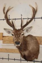 13-Point RED STAG Shoulder Mount