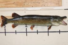 "Real Skin" NORTHERN PIKE Fish Mount