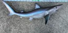 *New* Reproduction SAND SHARK Fish Mount