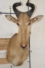 LICHTENSTEIN'S HARTEBEEST Shoulder Mount
