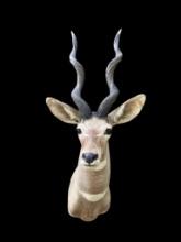 Huge LESSER KUDU Shoulder Mount with Record Book Horns