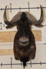 BLACK WILDEBEEST Shoulder Mount