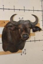 Young CAPE BUFFALO Shoulder Mount