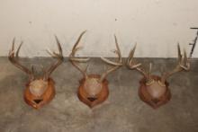 (3) WHITETAIL DEER Antler Racks on Wooden Plaques (ONE$)