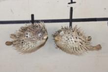 (2) BALLOONFISH aka "Long-spine PORCUPINE FISH" (ONE$)