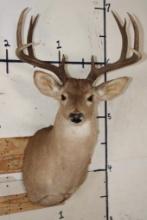10-Point WHITETAIL DEER Shoulder Mount